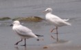 /album/photogallery/slender-billed-gull-3-jpg/